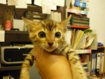 2012033001