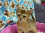 2012033005
