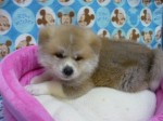2012033008