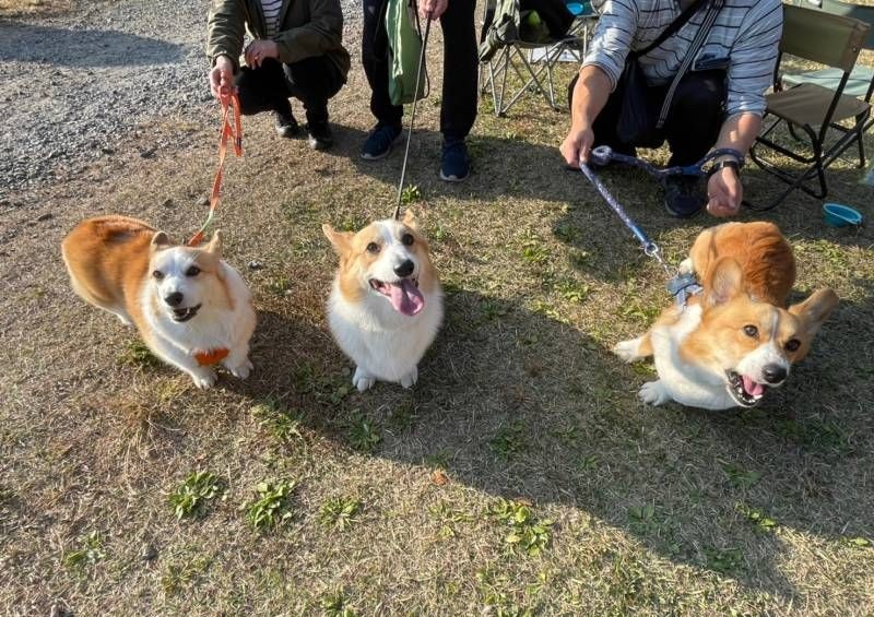 R5年11月7日更新☆伊那愛犬コーギーオフ会