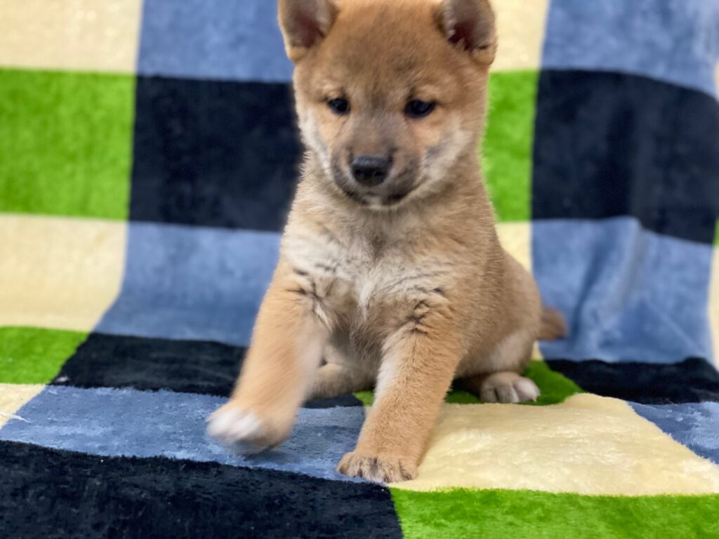 R8年3月21日更新☆