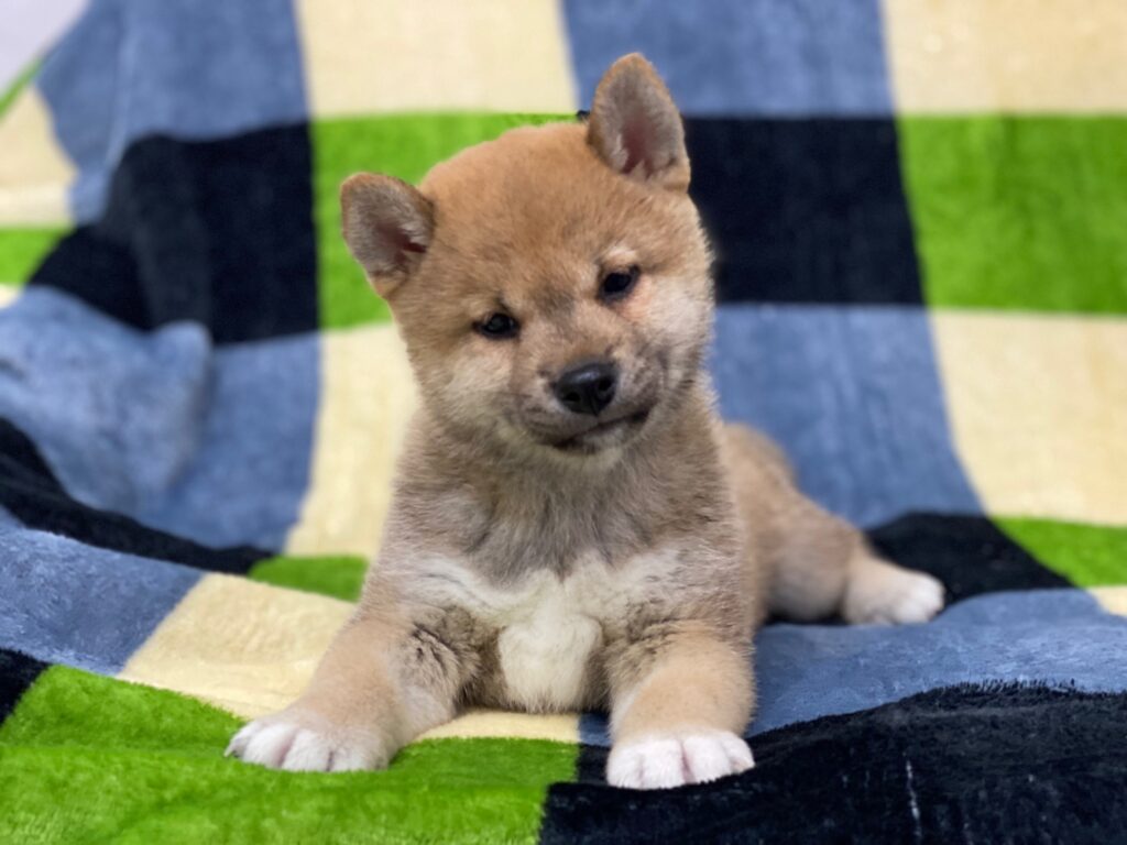 R8年3月21日更新☆