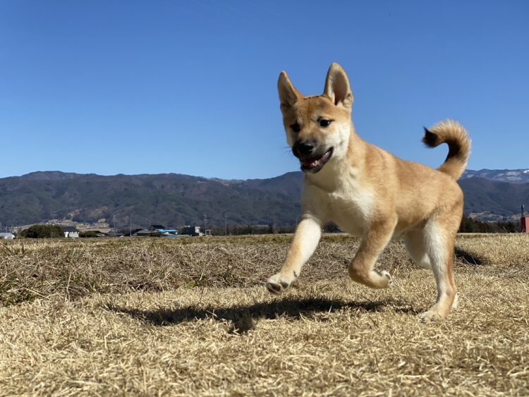 柴犬兄妹③