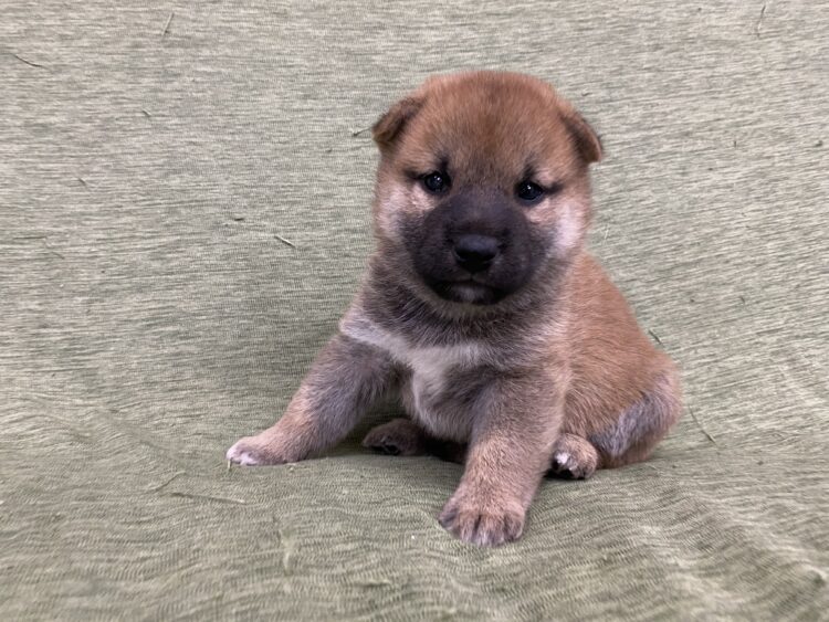 柴犬兄弟⑤