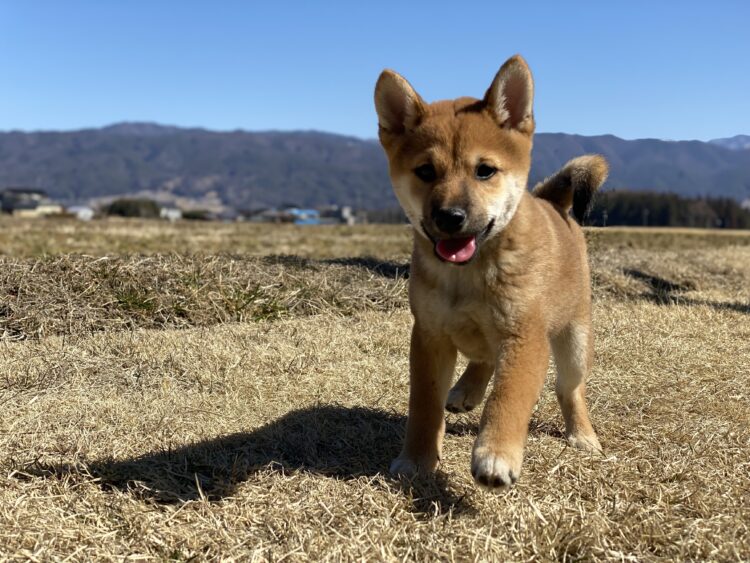 柴犬⑥