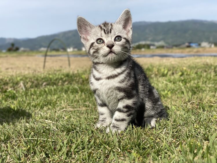 アメショー⑧