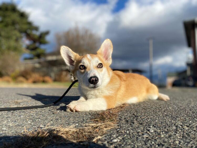 コーギー⑦