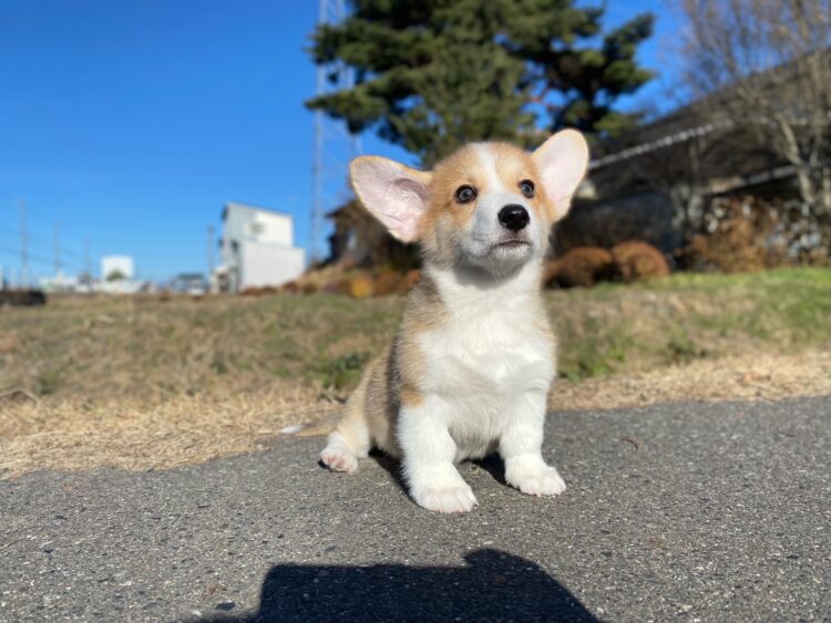 コーギー①