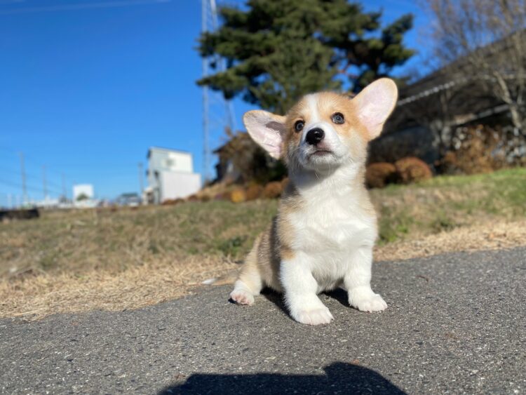 コーギー①