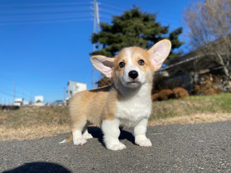 コーギー①