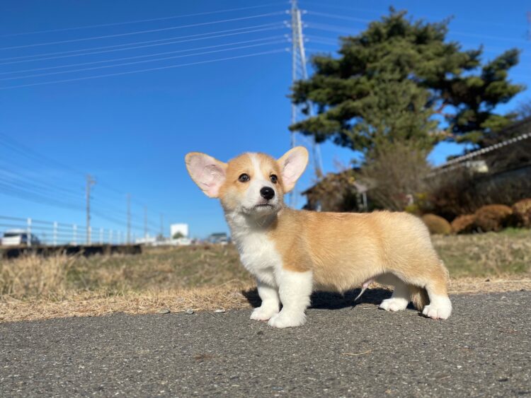 コーギー①