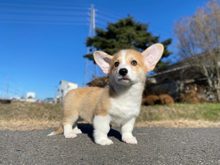 コーギー①