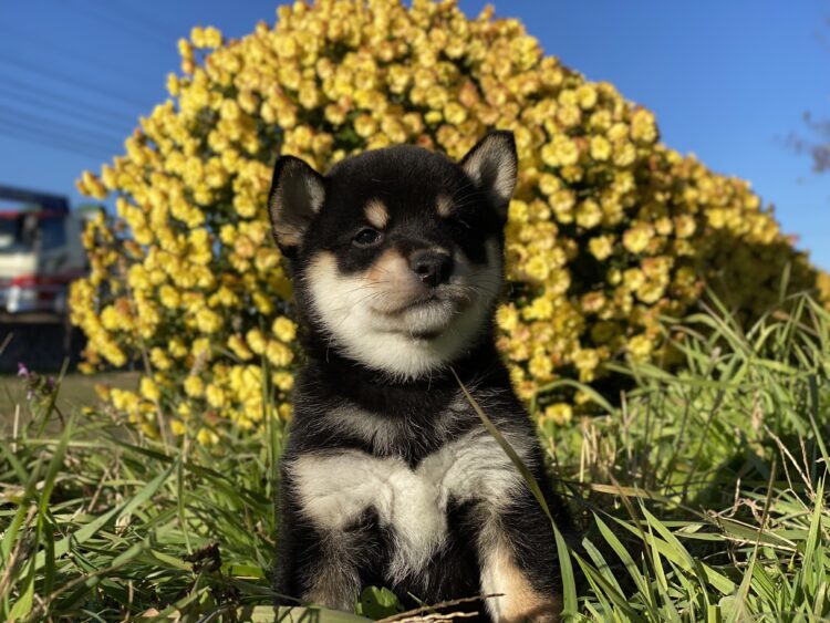 柴犬①