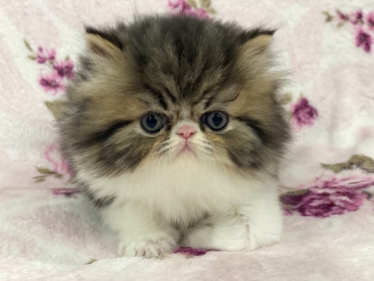 エキゾチック兄弟②
