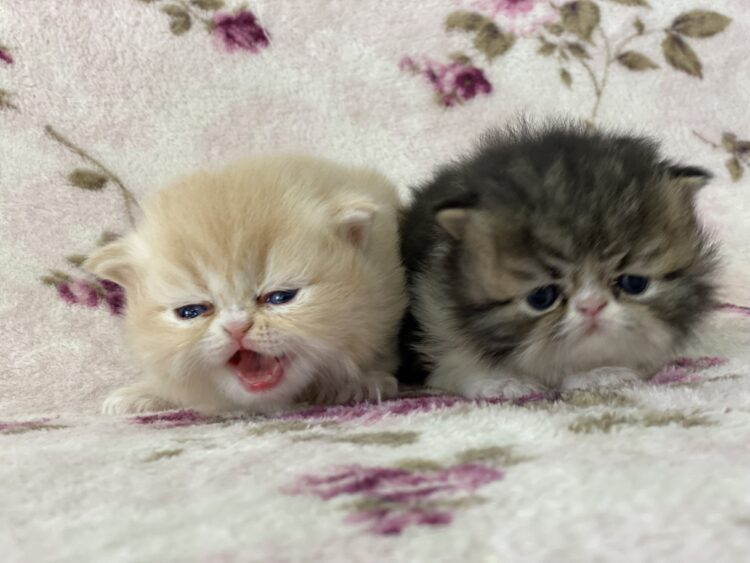 エキゾチック兄弟②