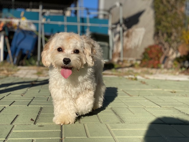 マルプー女子①