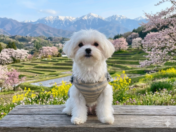 マルチーズ兄妹③