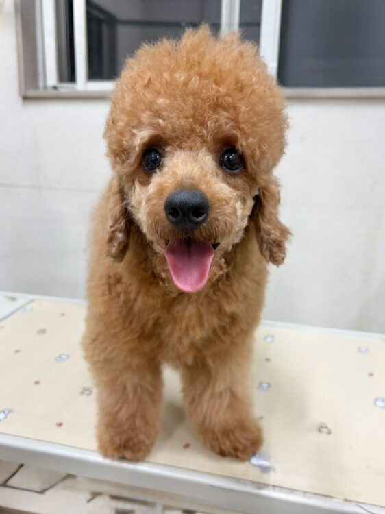 T・プードル①