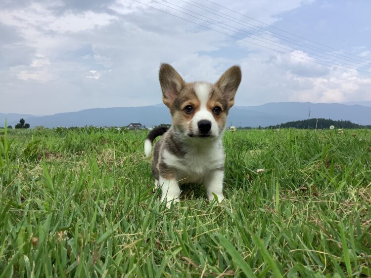 コーギー⑧