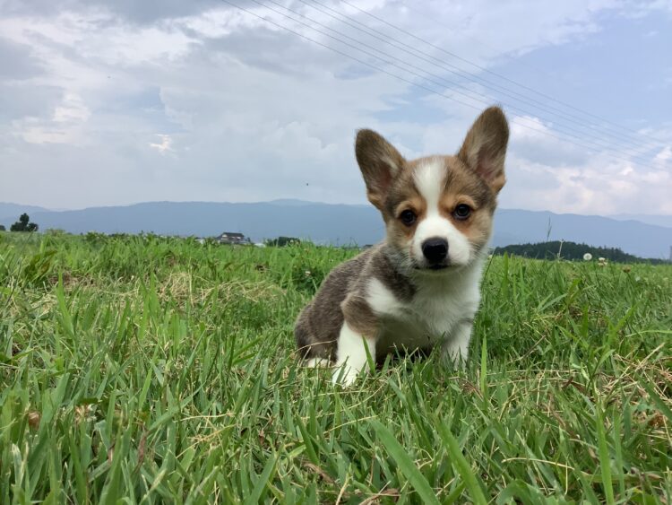 コーギー⑧