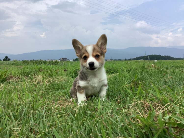 コーギー⑧