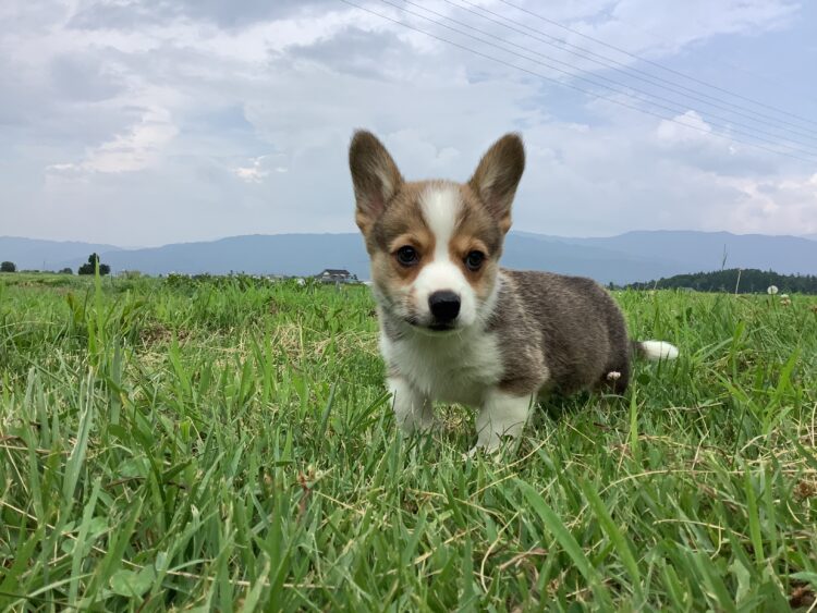 コーギー⑧