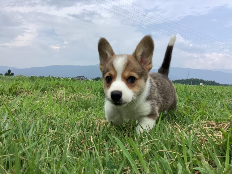 コーギー⑧