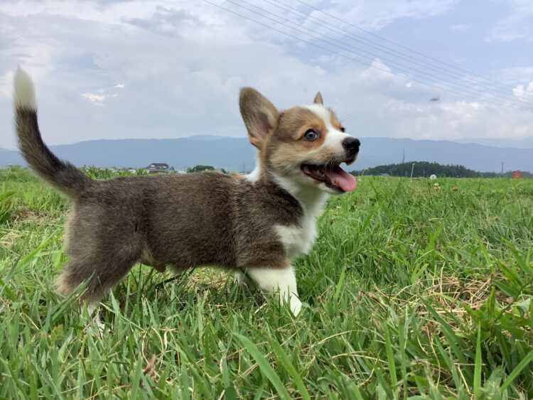 コーギー⑧