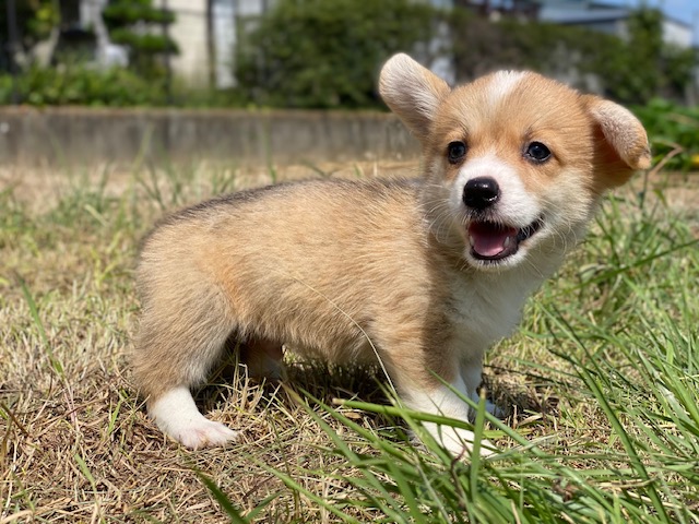 コーギー兄妹⑪