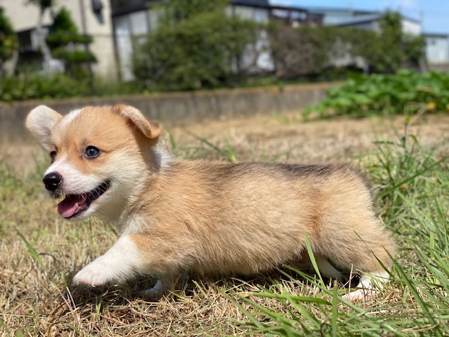 コーギー兄妹⑪