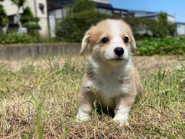 コーギー兄妹⑪
