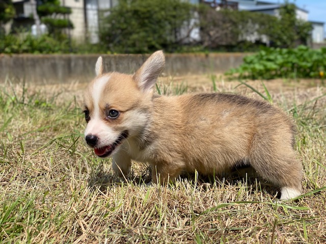 コーギー兄妹⑪