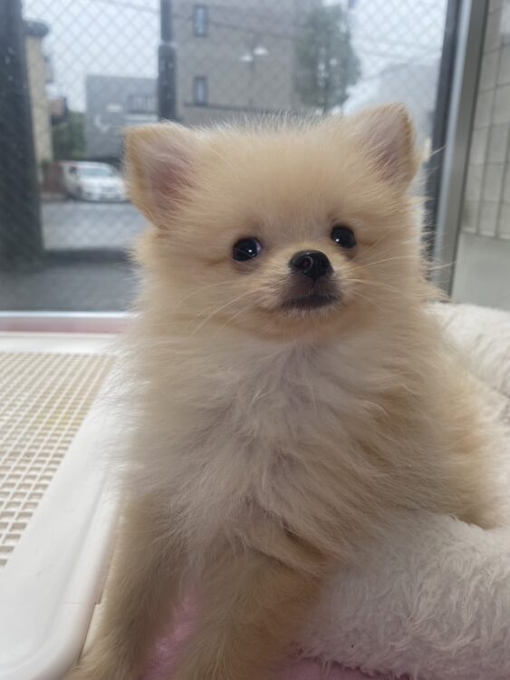 ポメラニアン①