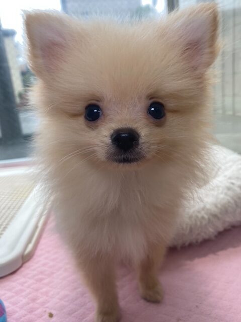 ポメラニアン①