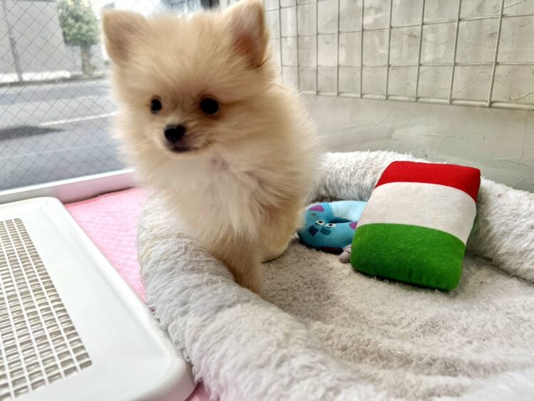 ポメラニアン①