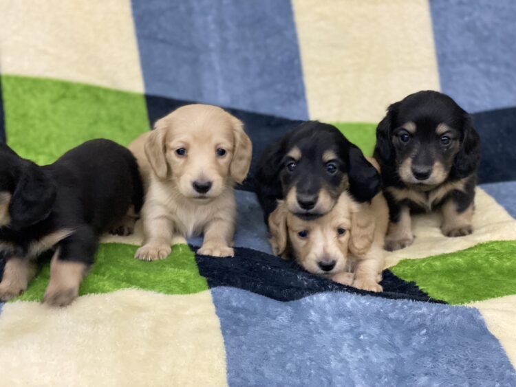 Mダックス兄妹①