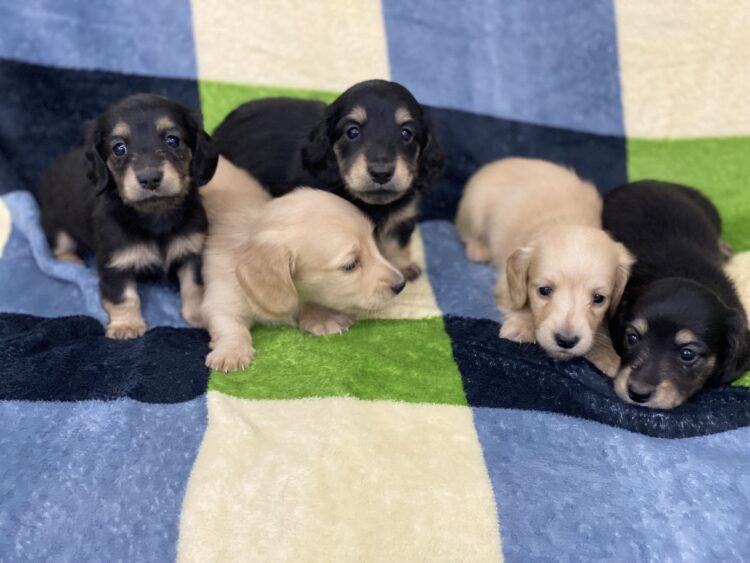 Mダックス兄妹①