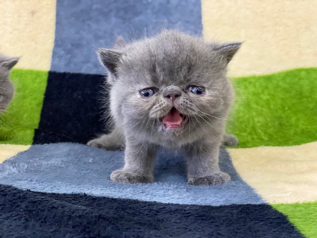 エキゾチックショートヘアー兄妹②