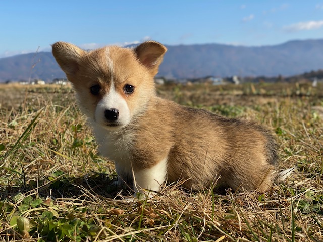 コーギー①