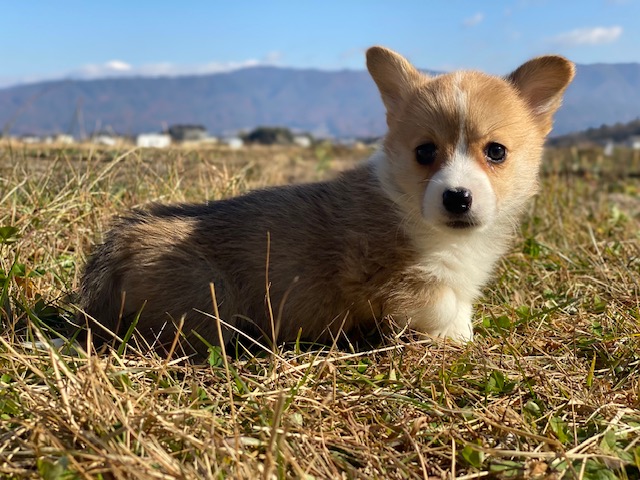 コーギー①