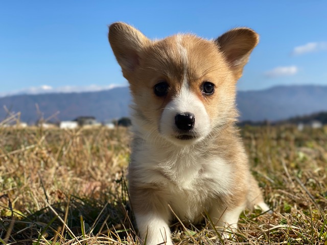 コーギー①