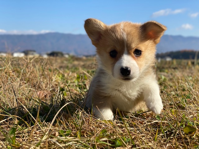 コーギー①