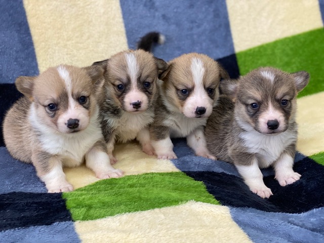 コーギー兄妹②