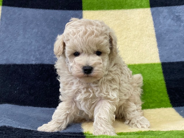 トイ・プードル②