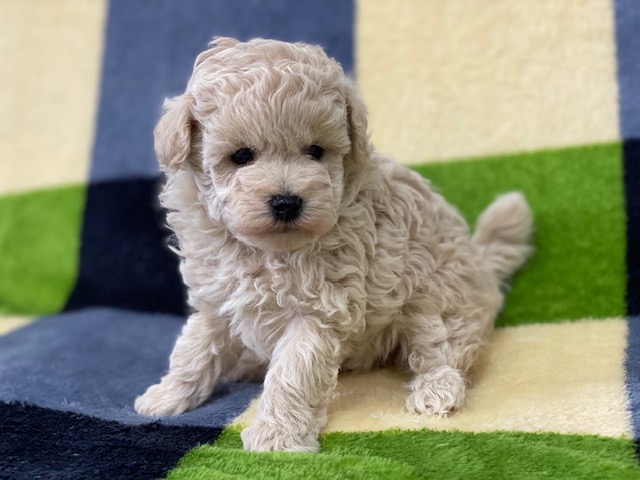 トイ・プードル②