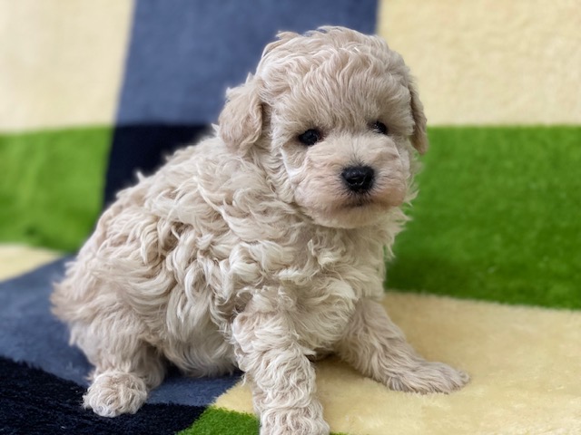 トイ・プードル②