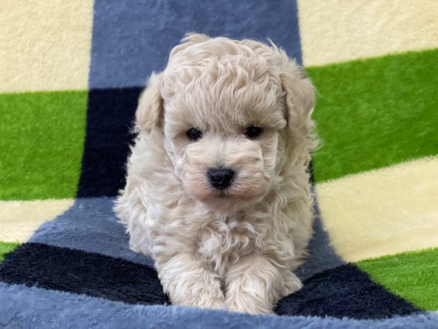 トイ・プードル②