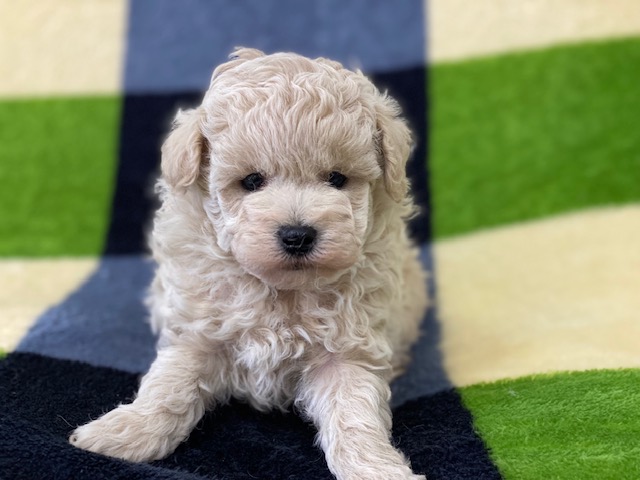 トイ・プードル②