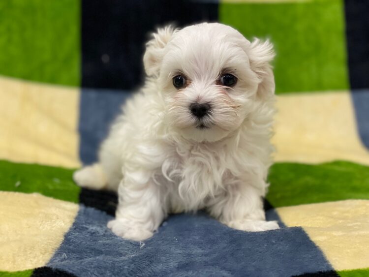 マルチーズ兄妹⑦