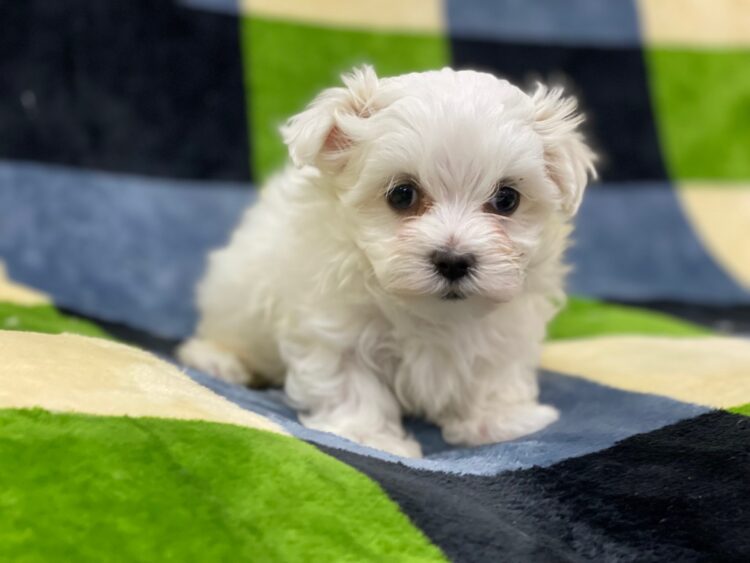 マルチーズ兄妹⑦